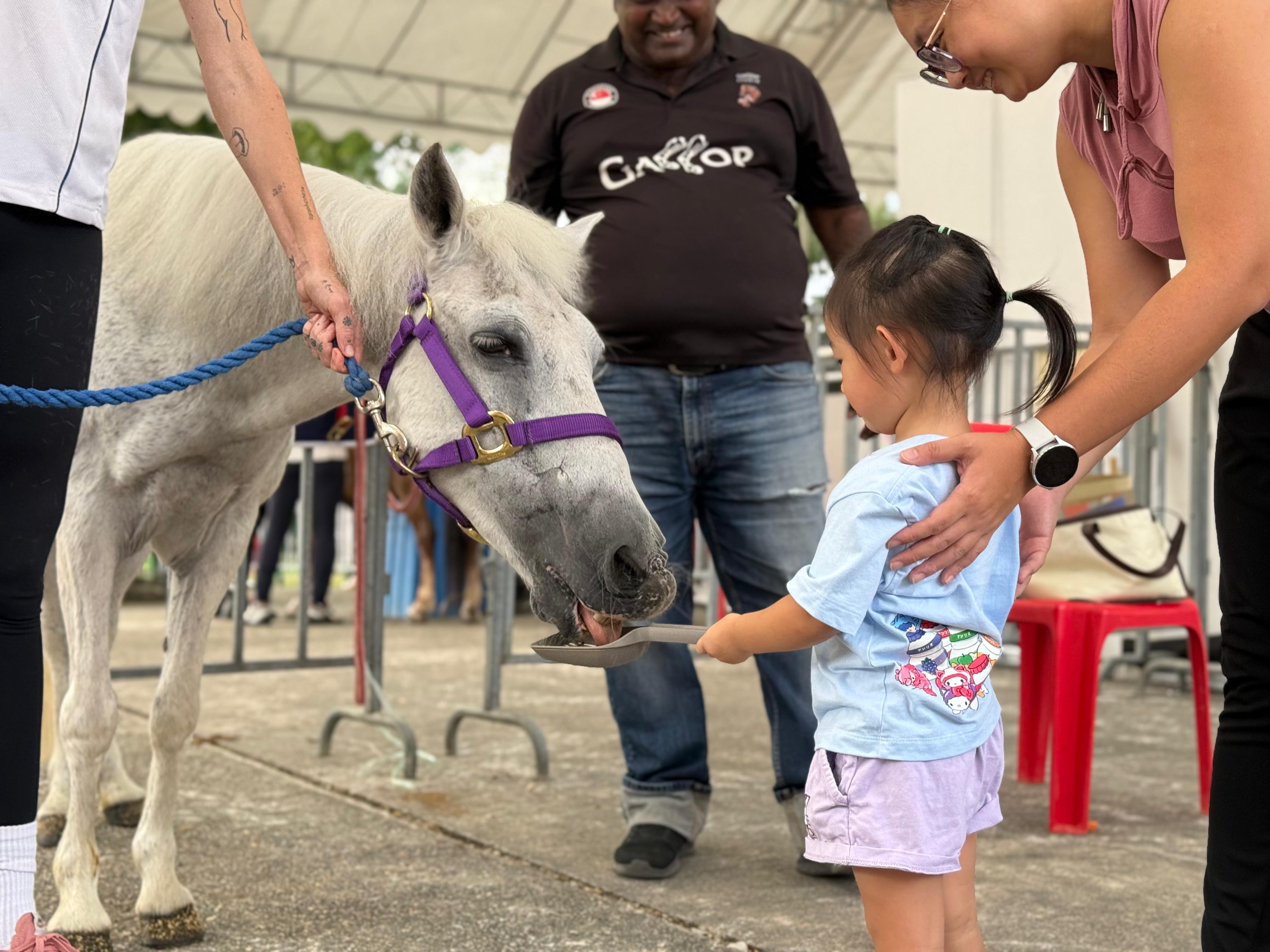 An outdoor pony hire setup at Gallop Stable event