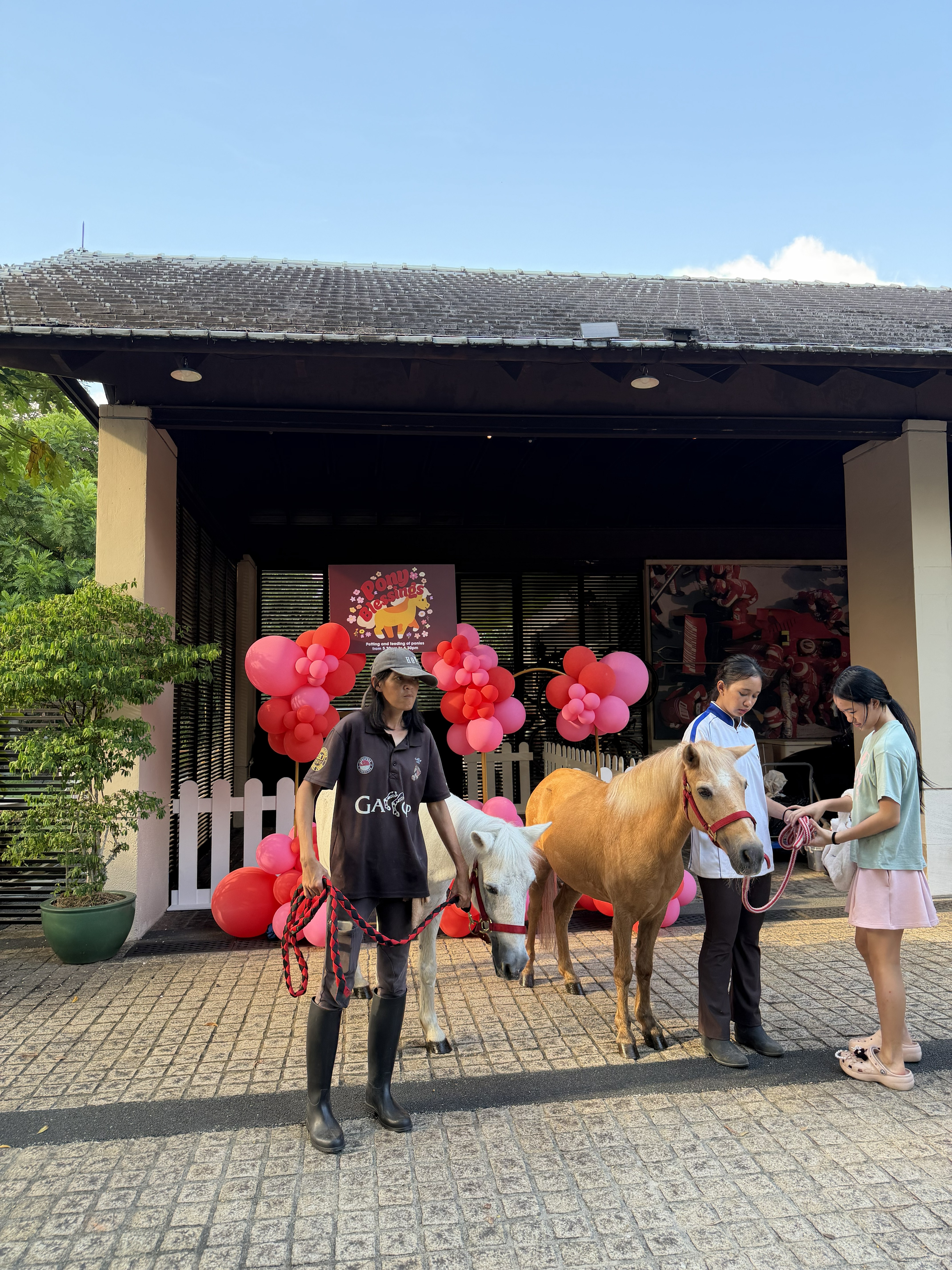A Gallop Stable pony at a special occasion