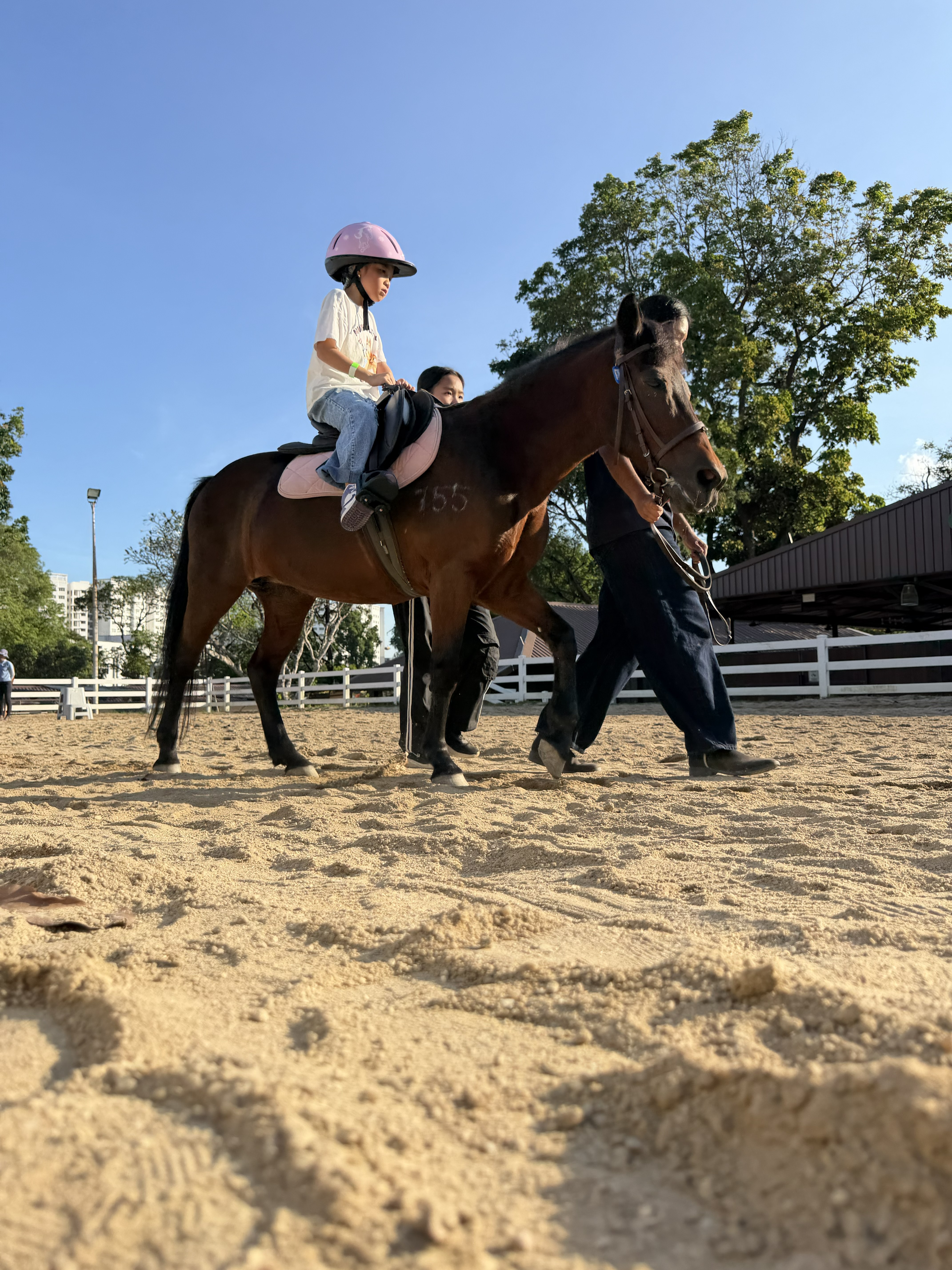 Guests enjoying time with a pony