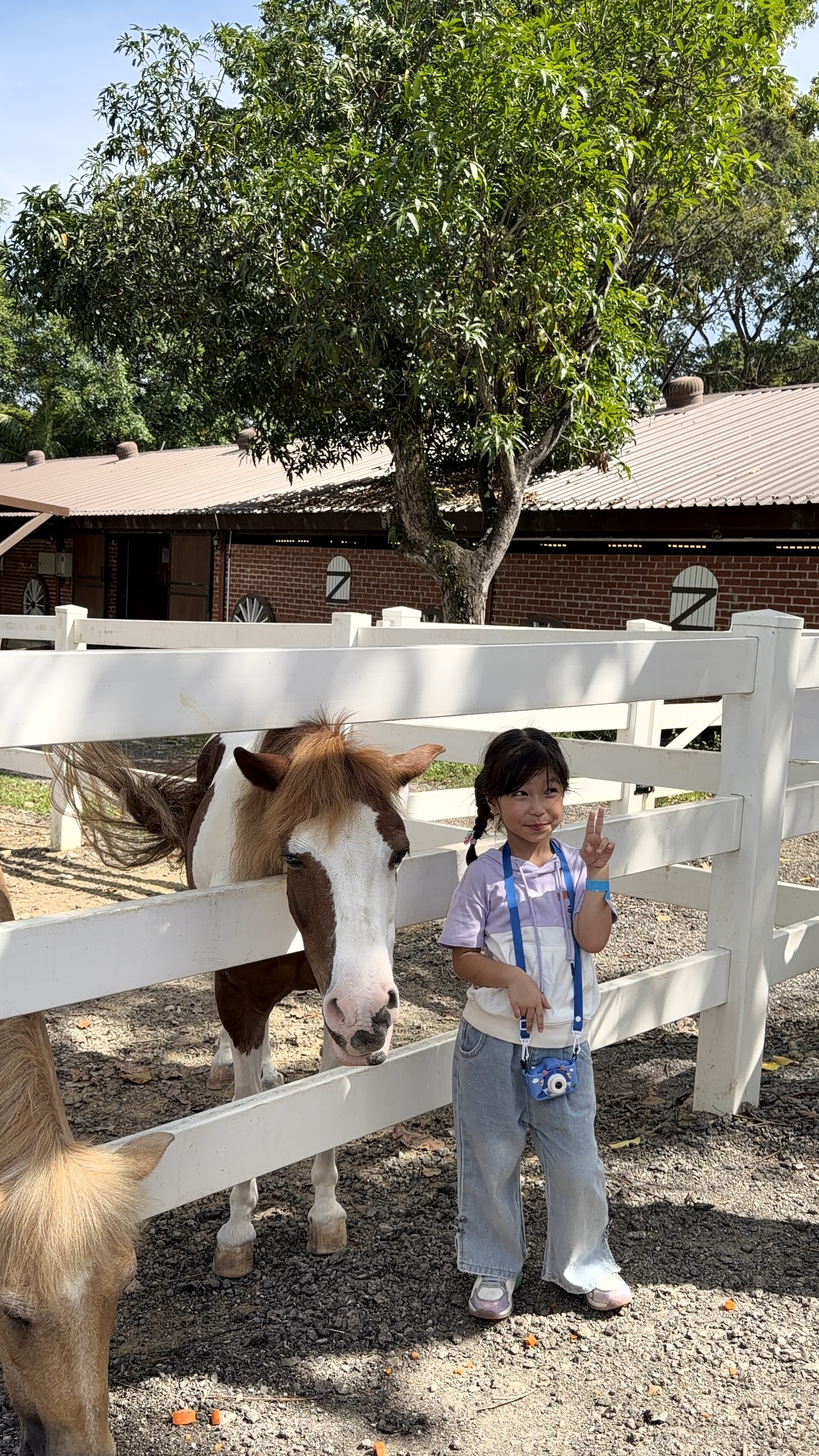 A child on a guided pony ride