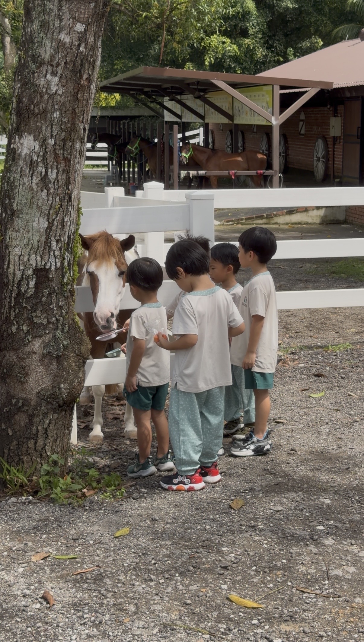 A gentle pony feeding session