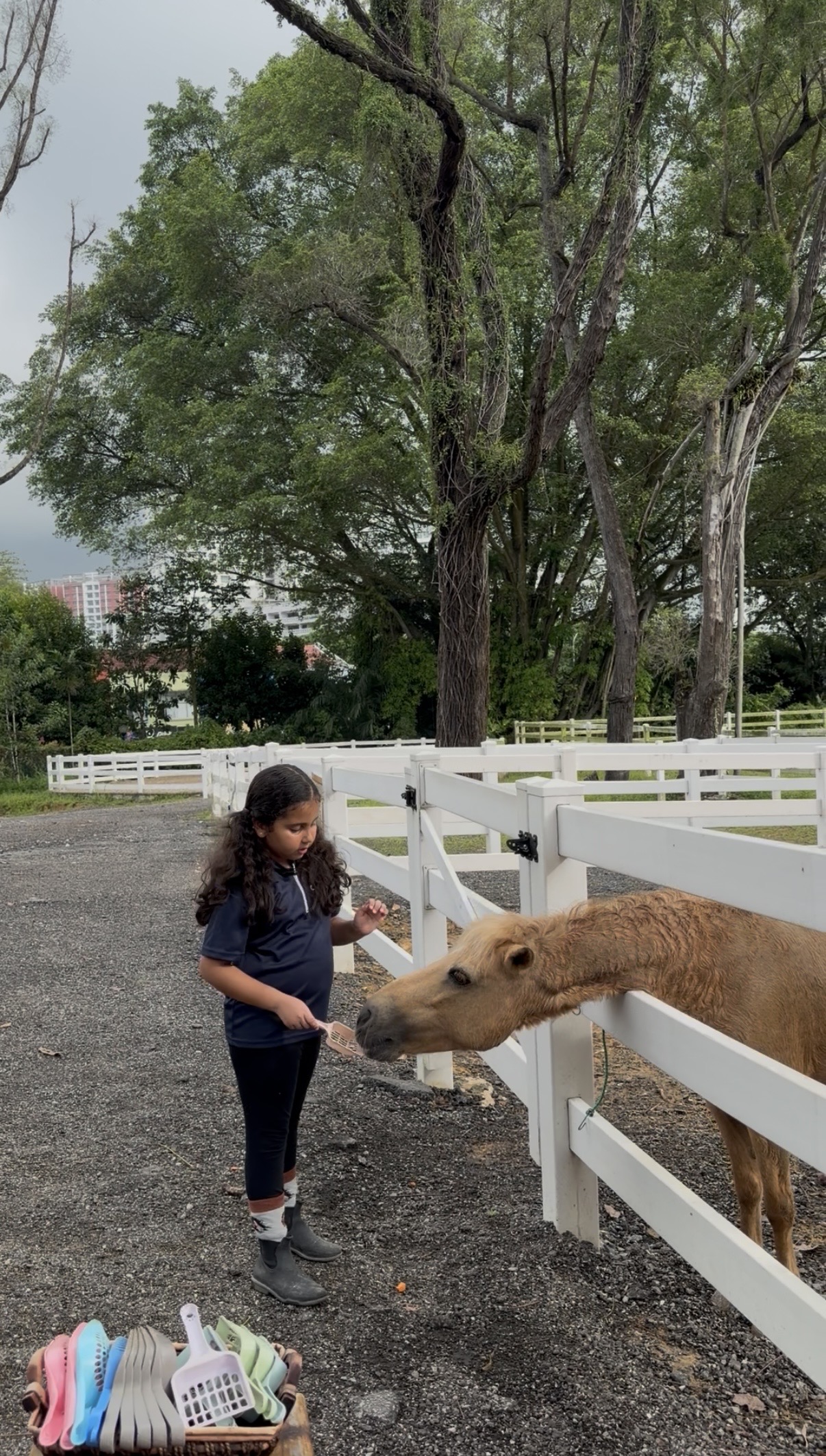 A recent Gallop Jackuda pony experience