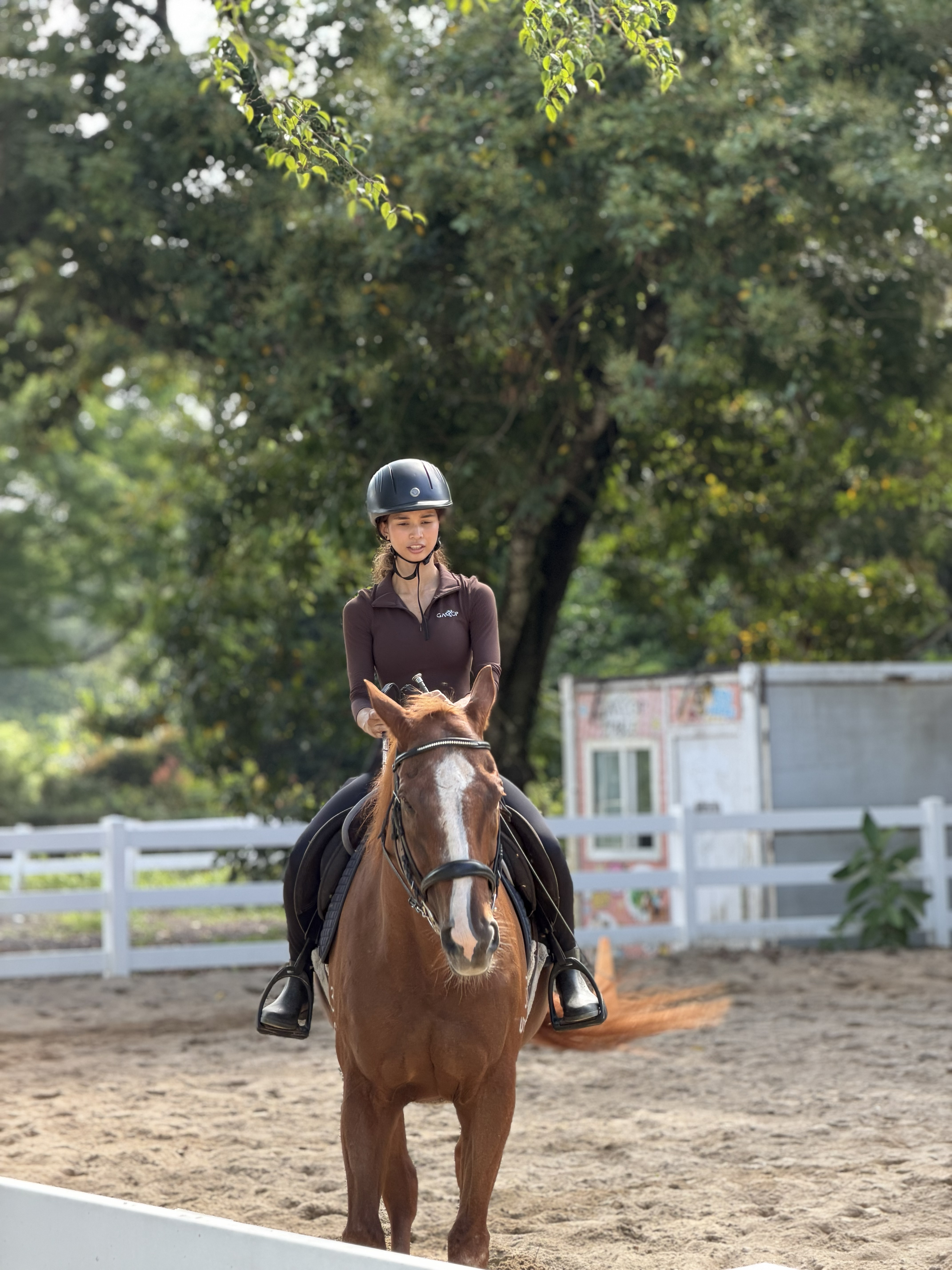 A horse and rider training at Gallop Stable