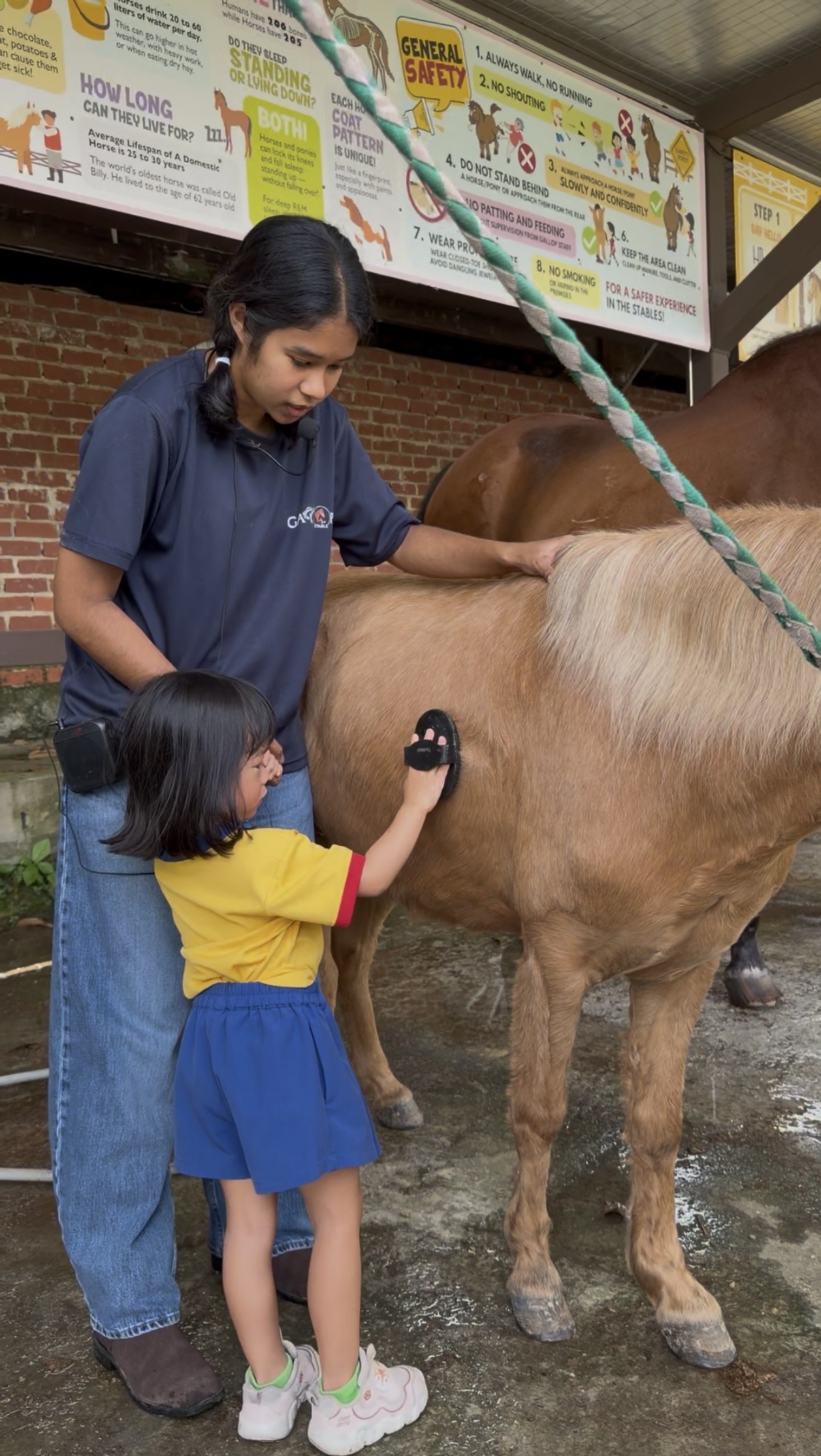 Visitors meeting horses during a Gallop Stable tour