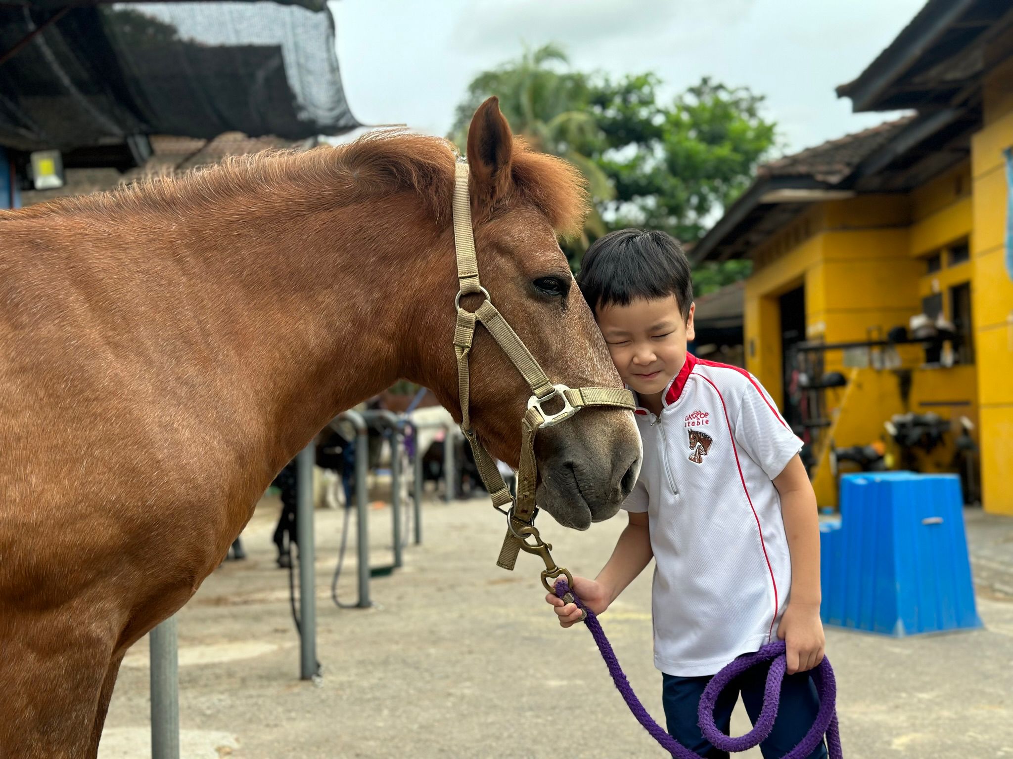 A child gently grooming a pony during a Gallop Cares activity