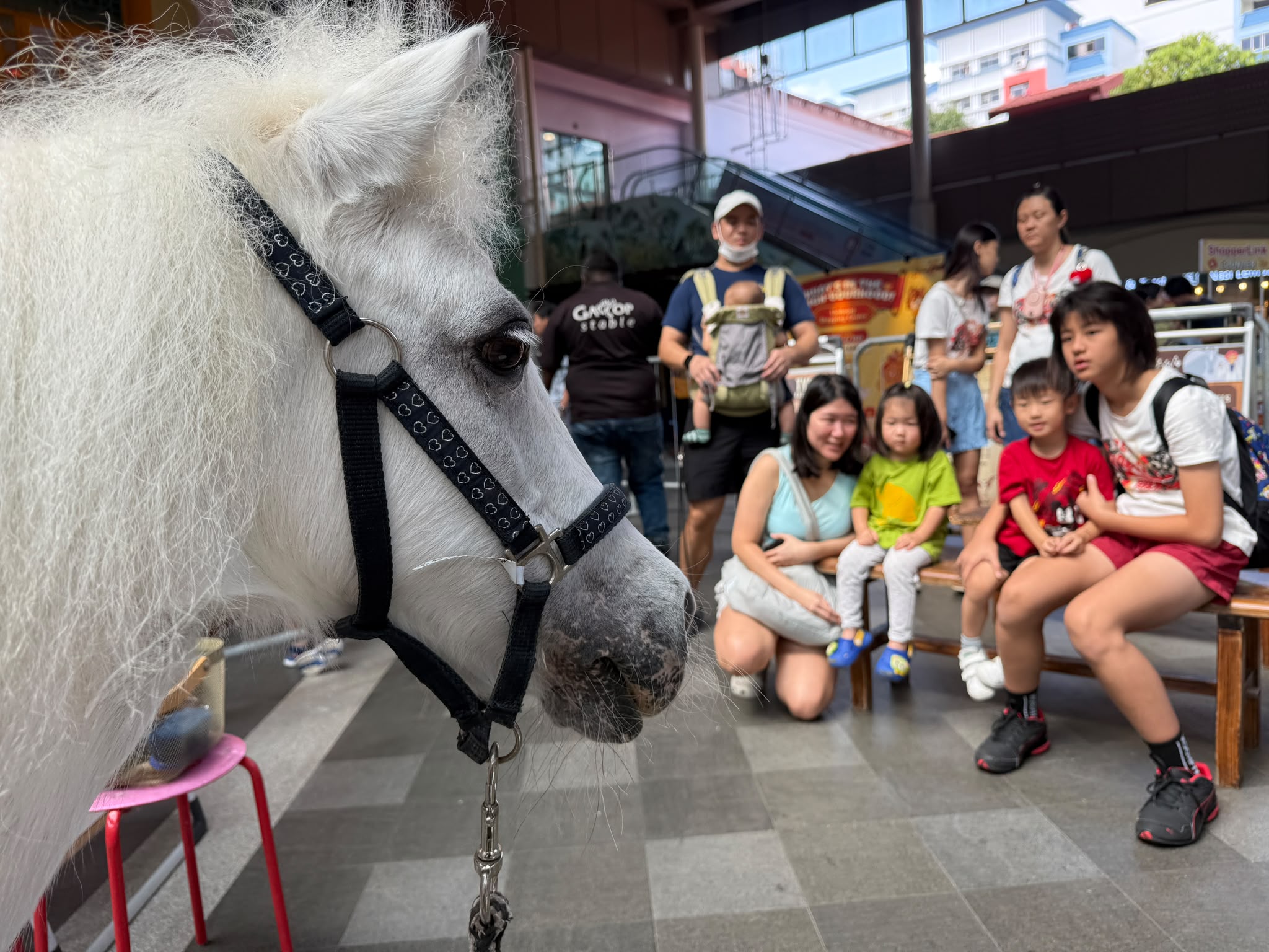 A day of connection at the stable
