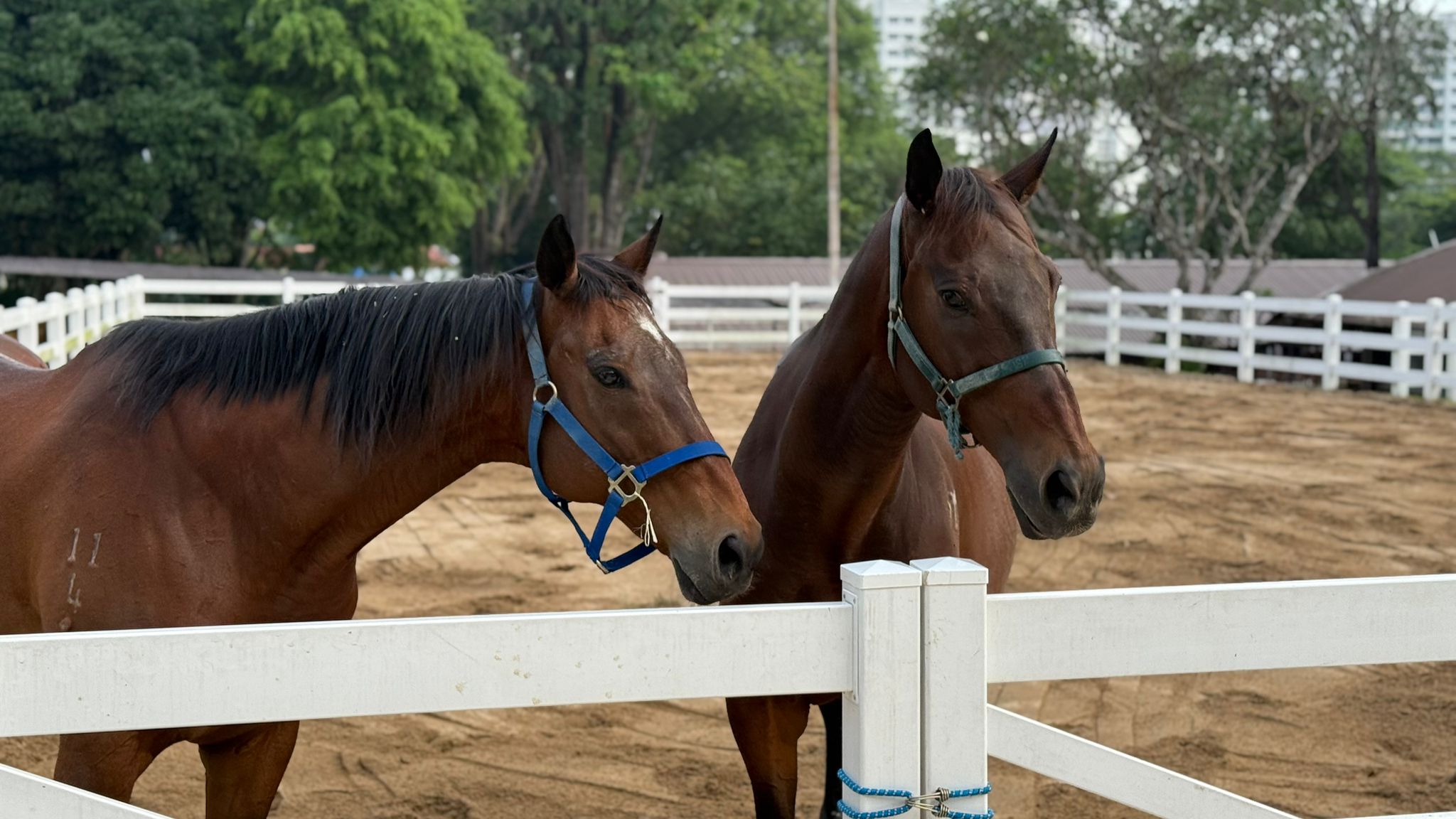 A child spending time with a pony at Gallop Stable