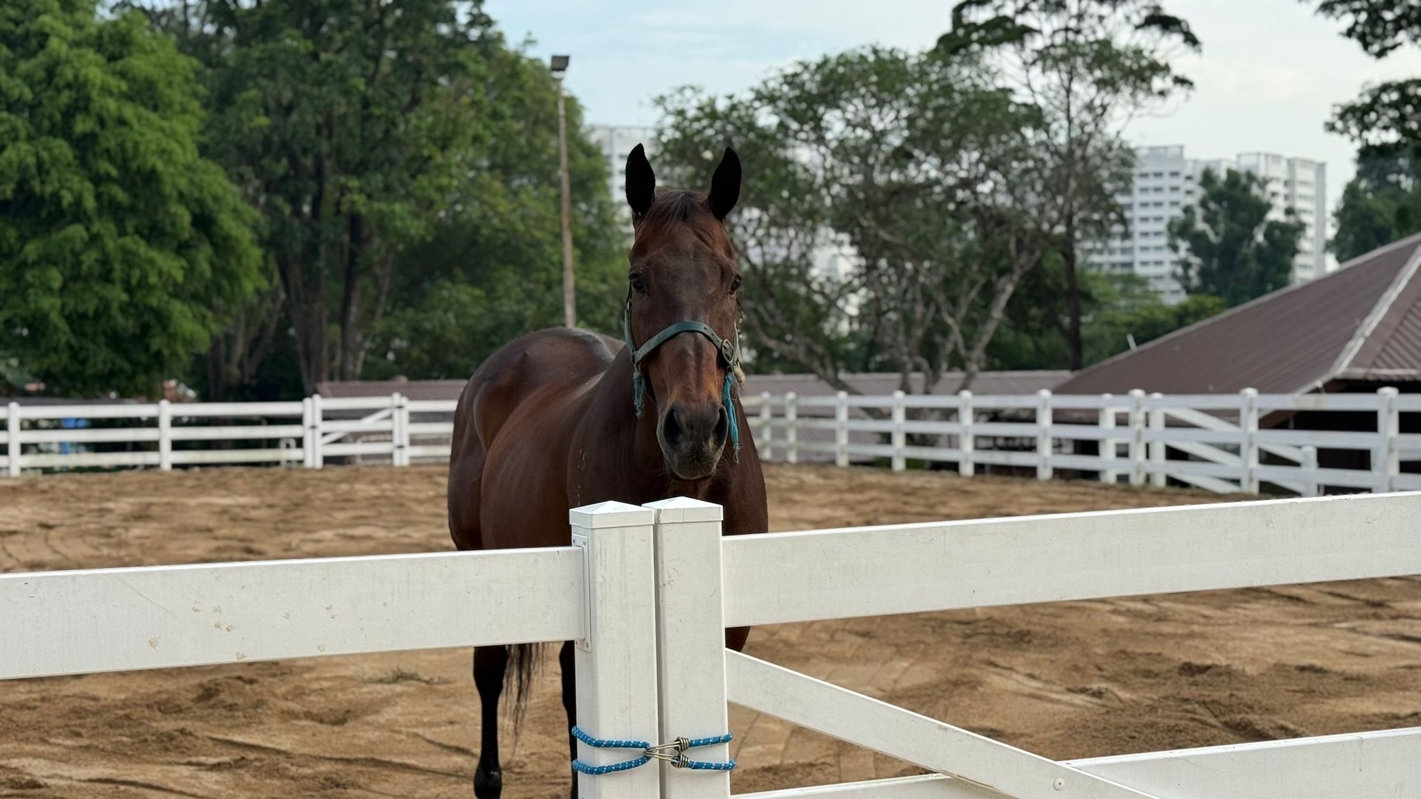 A recent day at Gallop Stable