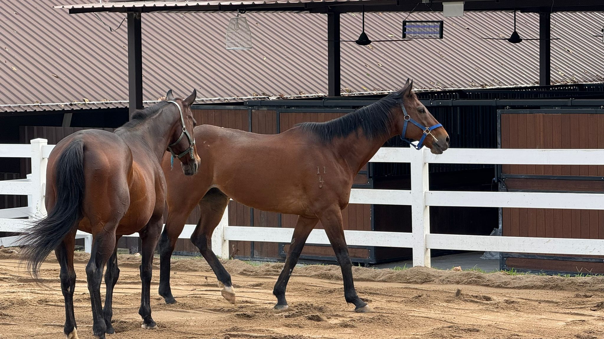 Guests taking part in a horse activity