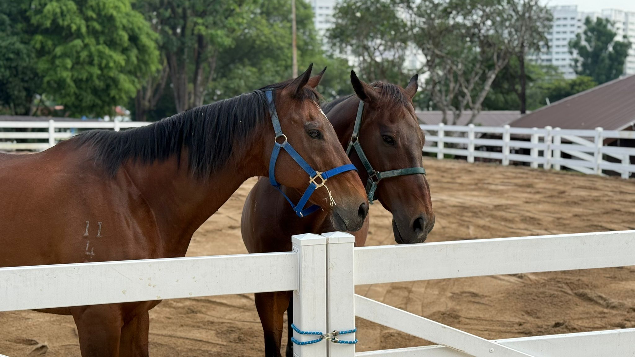 A recent moment with a Gallop horse