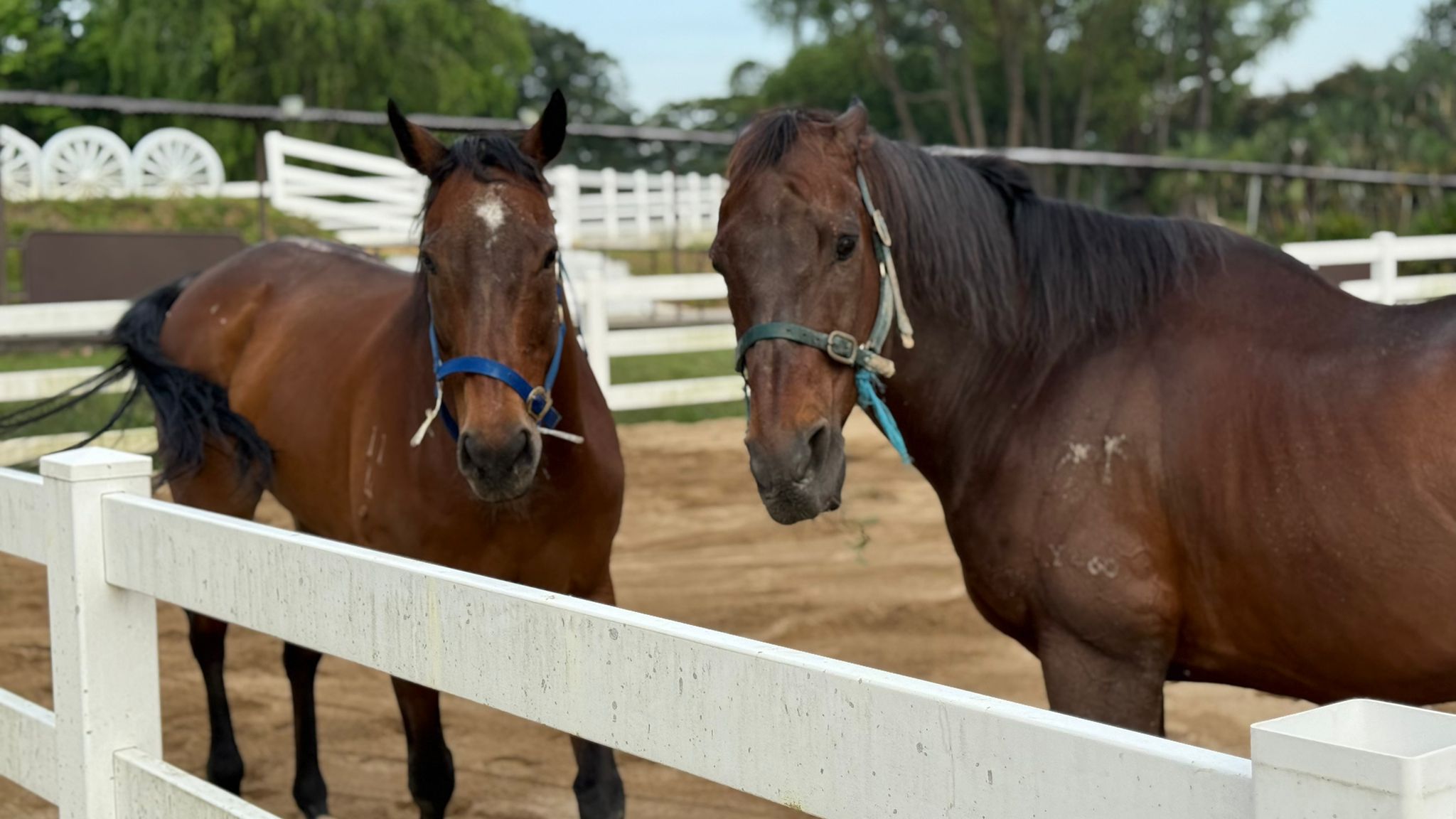 A recent horse and rider moment