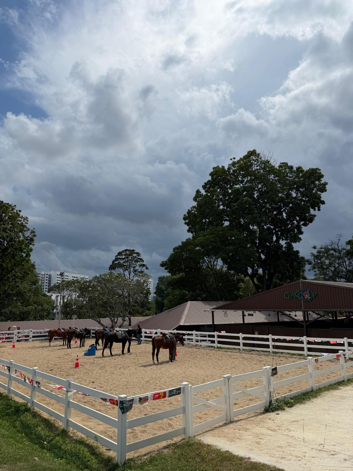 Horses lined up in the Gallop Stable arena