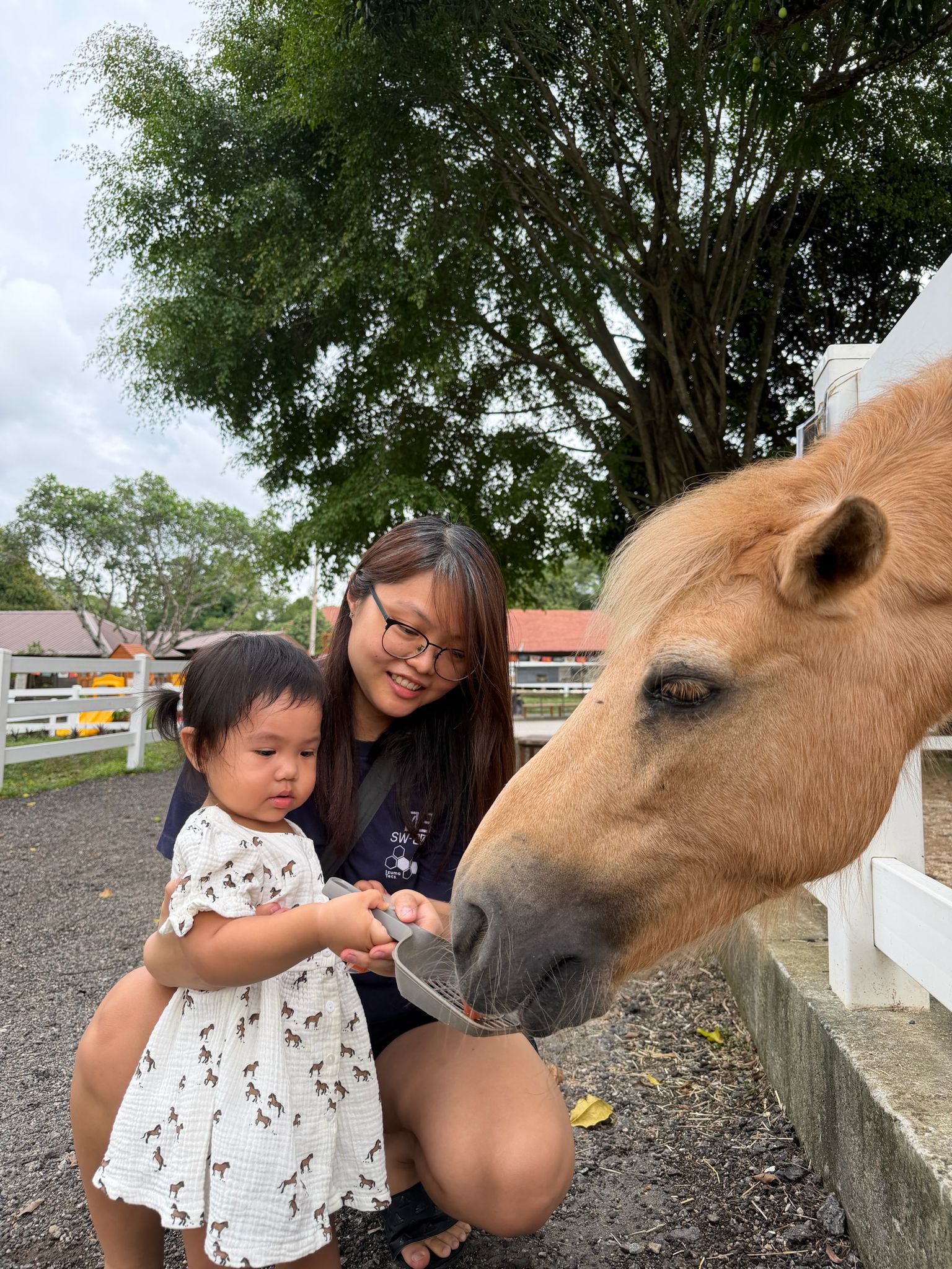 A family-friendly pony feeding experience