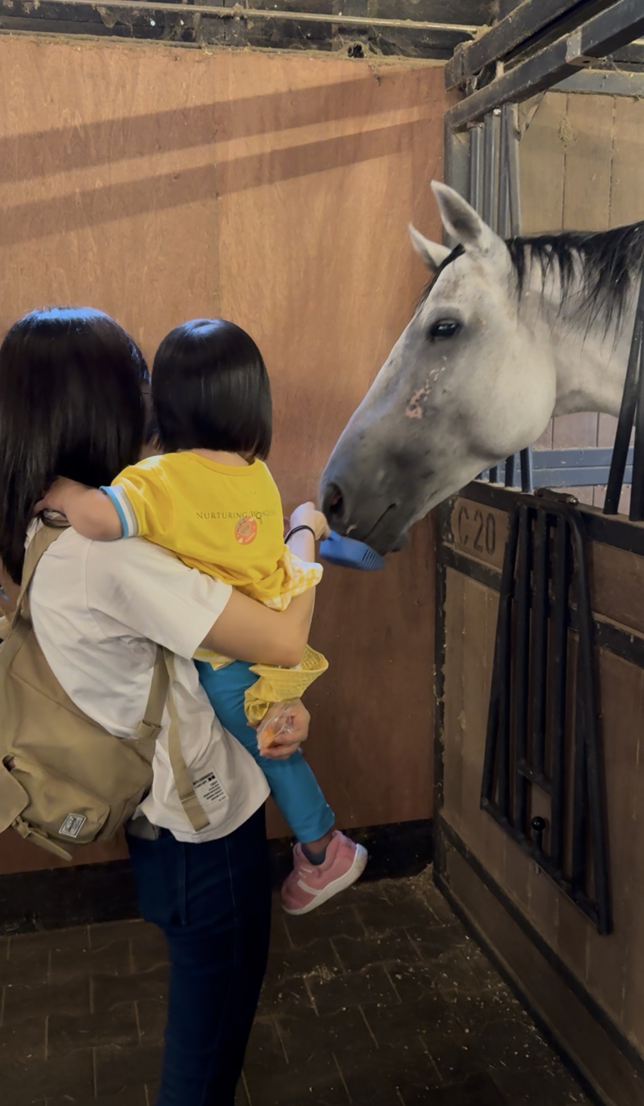 A child being introduced to a white horse