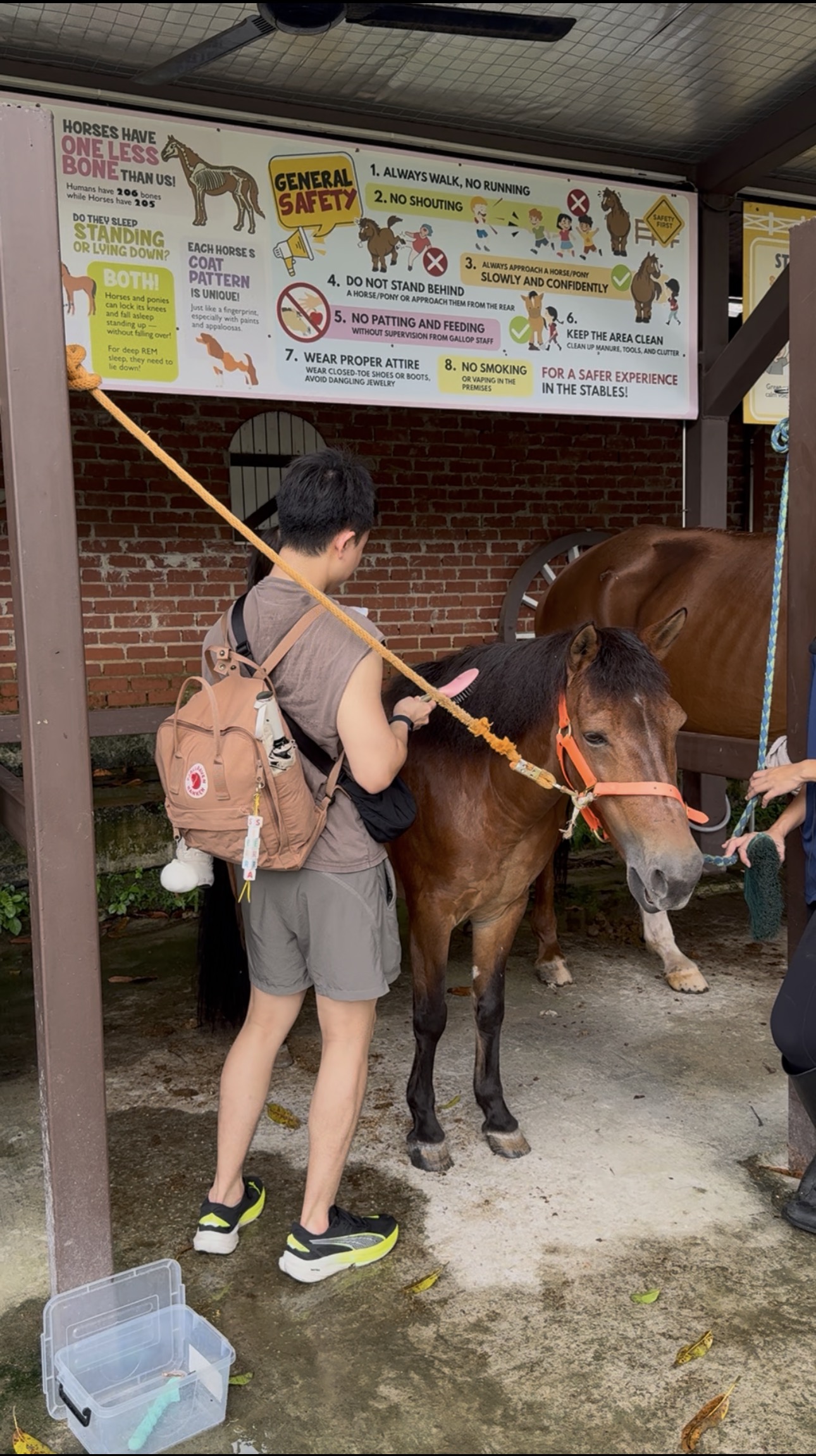 Visitors meeting a pony at Gallop Stable