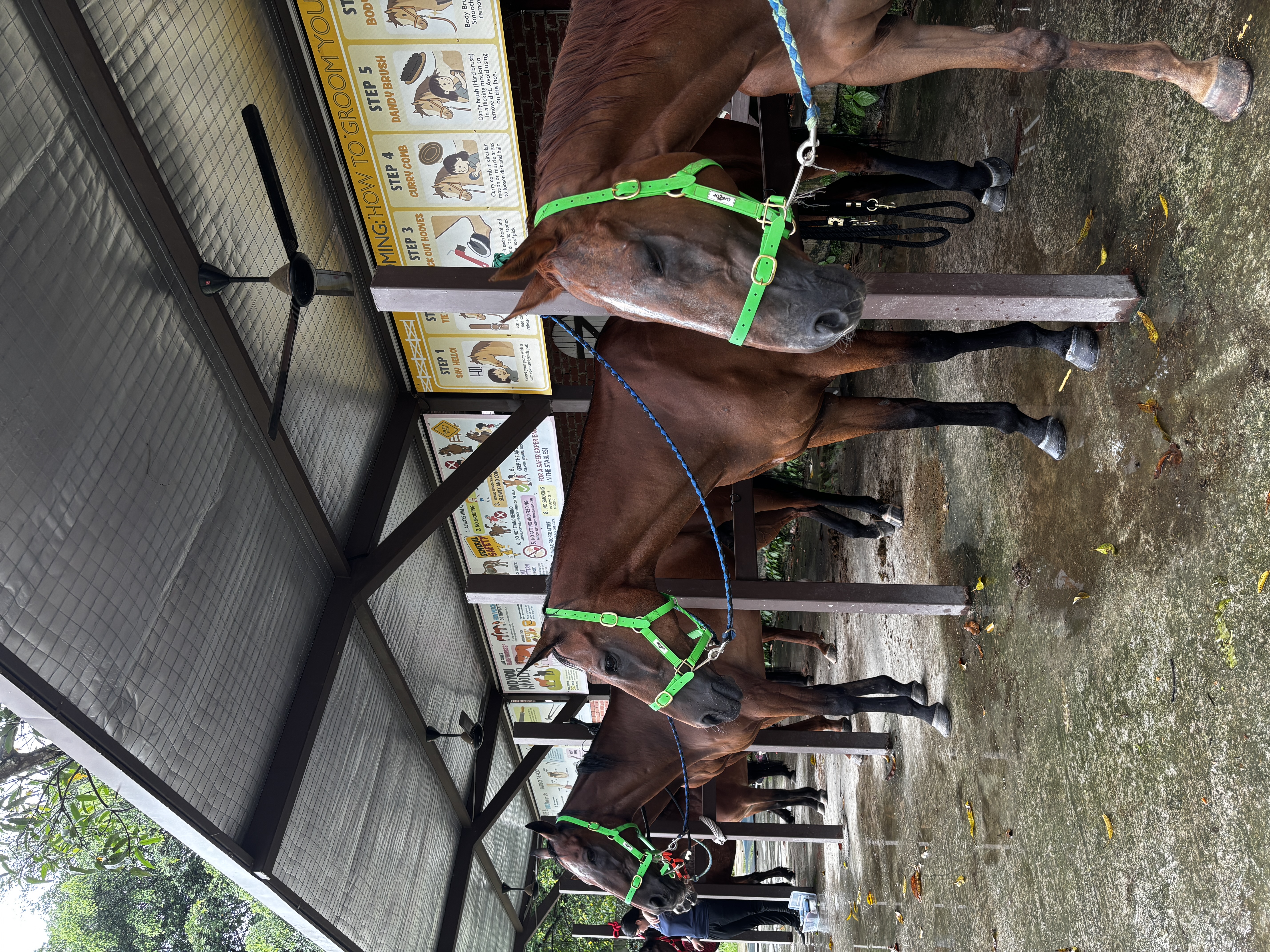 Horses standing together at Gallop Stable